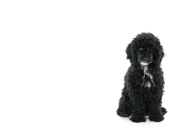 흰색 배경에 고립 된 집 애완 동물 검은 장난감 Poodlu의 개념