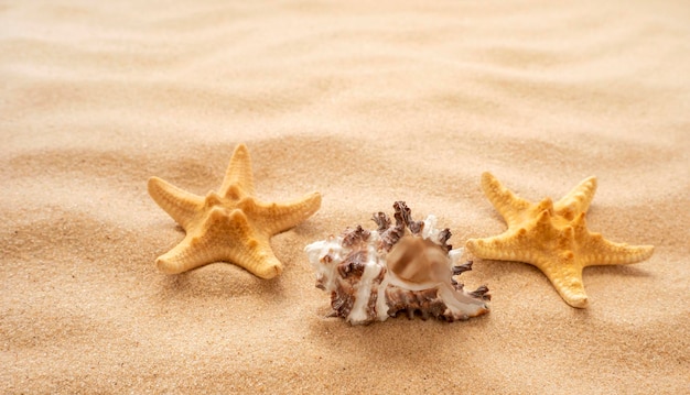 写真 夏休みの海の旅のコンセプト砂の観光の砂の上のビューのヒトデと貝殻