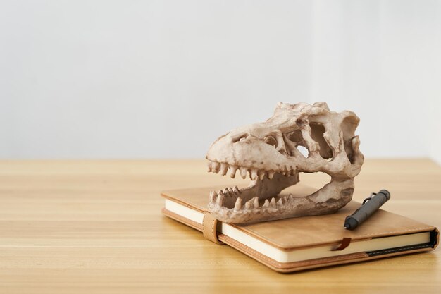 Photo concept of paleontology education background. dinosaur skull on wooden table clean mood background