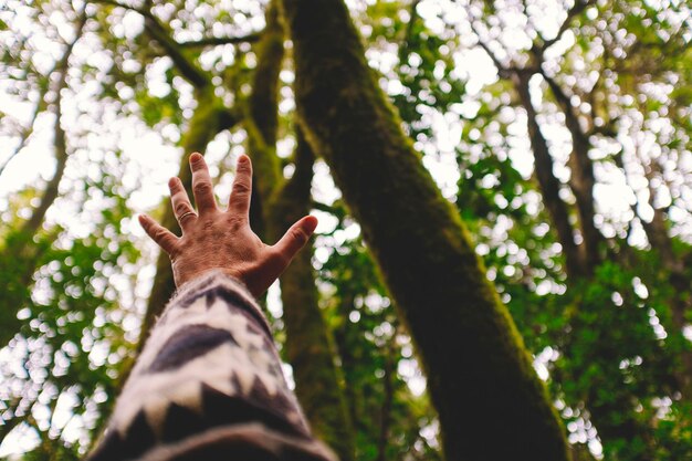 Concept of people and nature love. Man hands with green high trees in background to touching sky. Environment and stop deforestation to save earth planet