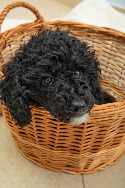 Concept of pet black toy poodle puppy