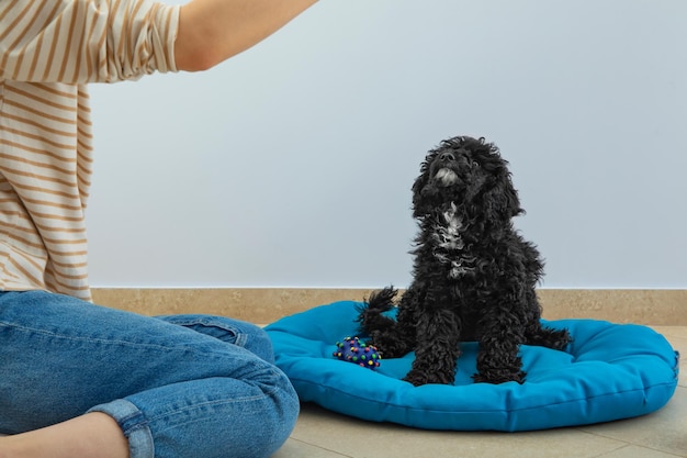 Concept of pet black toy poodle puppy