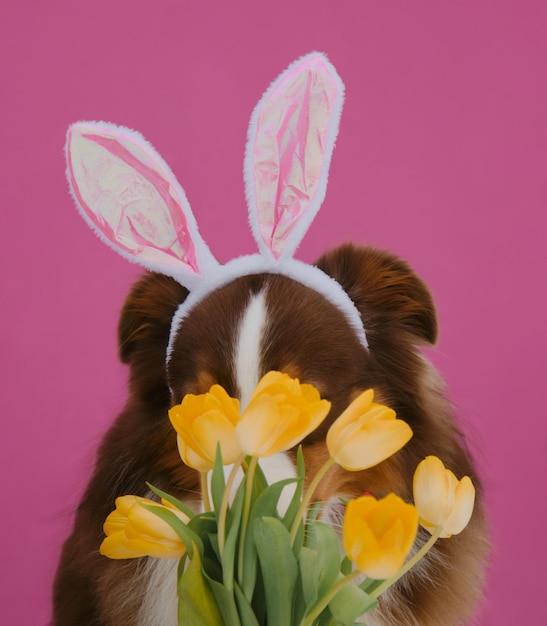 Concept of pet celebrating Catholic Easter in hare costume Brown Australian Shepherd with bunny ears