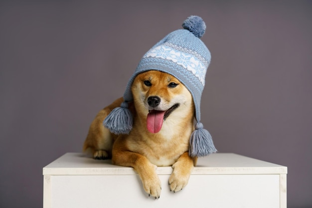 Concept of pet ready for cold winter weather with dog wearing warm knitted hat cute dog on a white c...