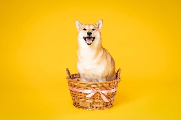 かわいい犬柴犬とペットのコンセプト