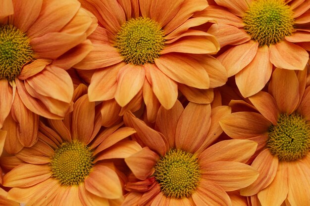 concept photo of various types of flowers