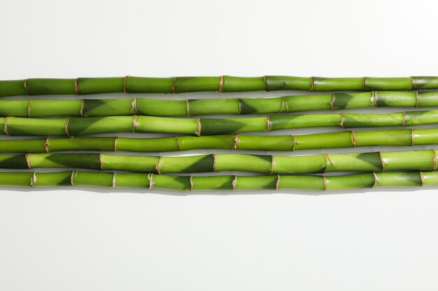 Concept of plant bamboo on white background