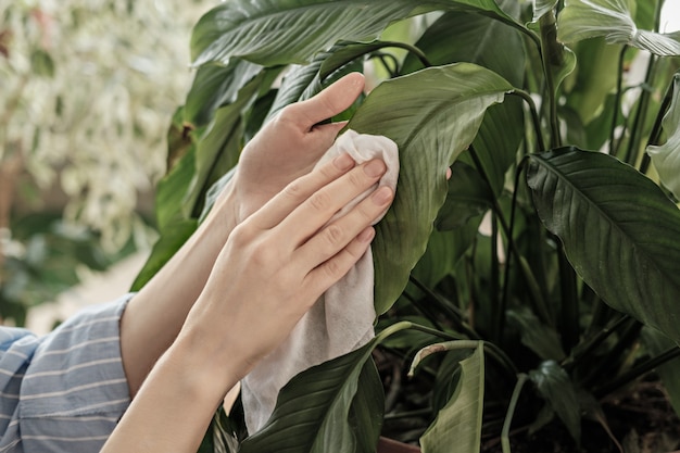 Concept of plant care, womens hands rubbed large leaves from dust, lifestyle, connecting with nature