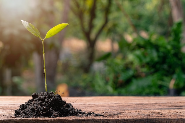 Concept of planting a love tree