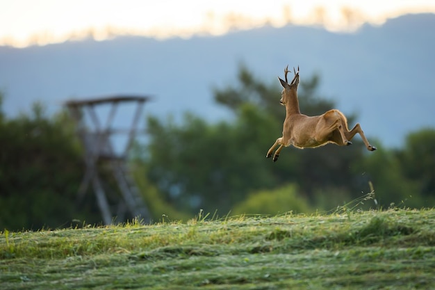 Concept reebokjacht in de natuur vanuit een hoge stand