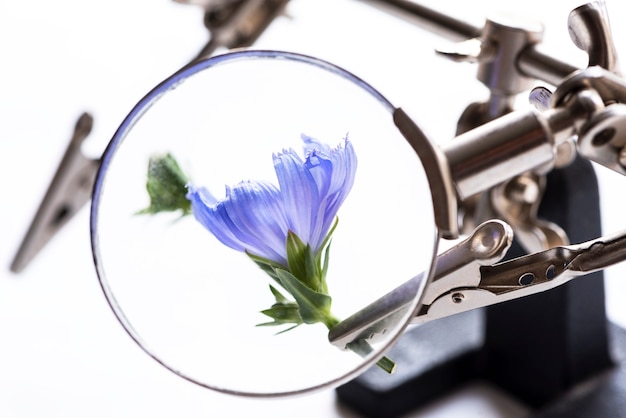 Concept research plants Blue flower of chicory viewed through a magnifying glass closeup