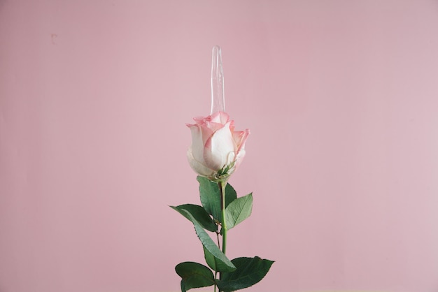 Concept of rose with transparent slime