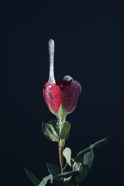 Concept of rose with transparent slime