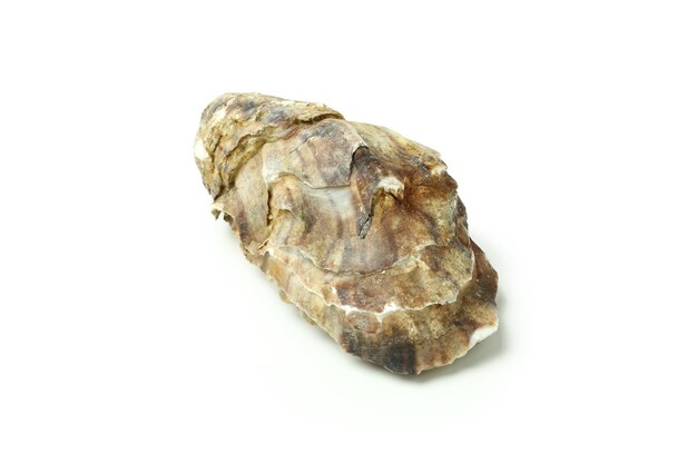 Concept of seafood oyster isolated on white background