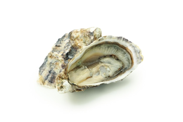 Concept of seafood oyster isolated on white background
