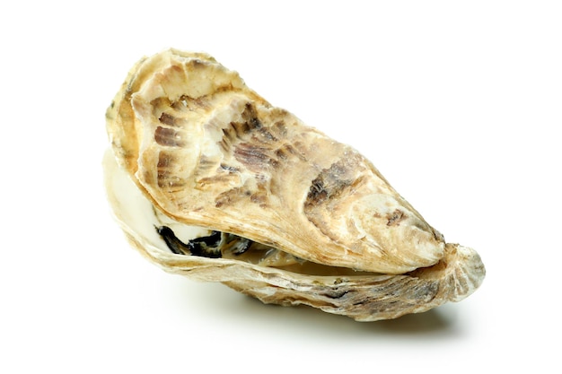 Concept of seafood oyster isolated on white background