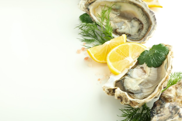 Concept of seafood oysters space for text