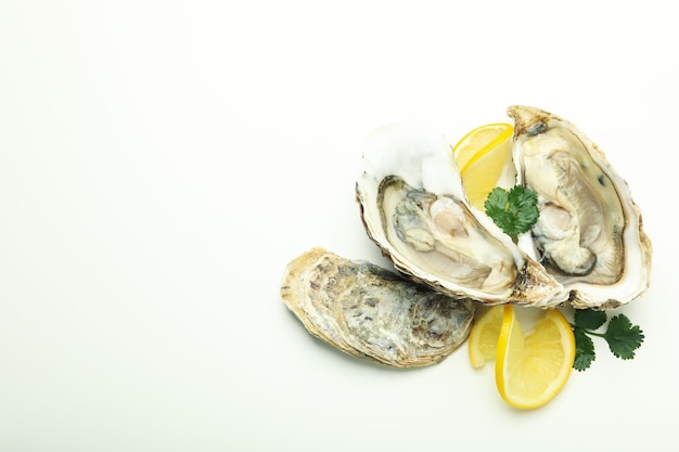 Concept of seafood oysters space for text