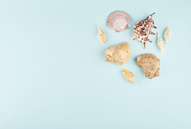 Concept of seashells on blue background top view copy space mockup of travel and ocean