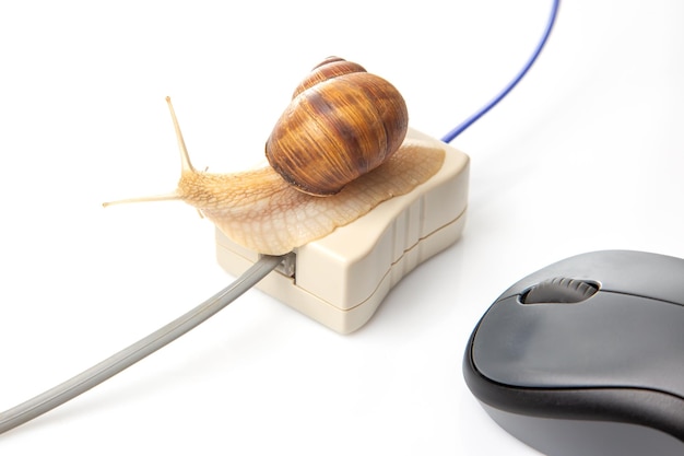 The concept of slow internet and working with a computer Snail on the background of Internet wires and a computer mouse