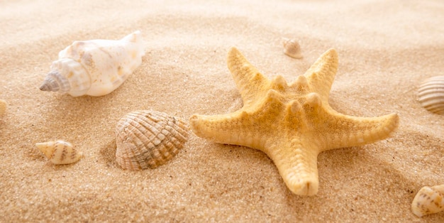 Concetto di riposo estivo viaggio in mare stelle marine e conchiglie sulla sabbia vista dall'alto della sabbia