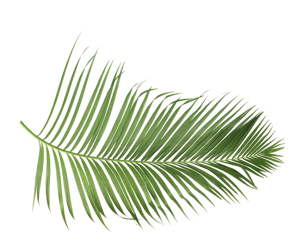 Concept summer with green palm leaf from tropical frond floral leaves branches tree isolated on white pattern background flat lay top view