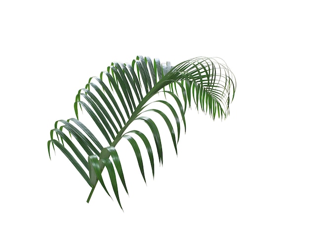 Concept summer with green palm leaf from tropical frond floral leaves branches tree isolated on white pattern background flat lay top view