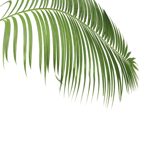 白いパターン背景フラット レイアウト トップ ビューに分離された熱帯葉花葉枝木から緑のヤシの葉とコンセプト夏