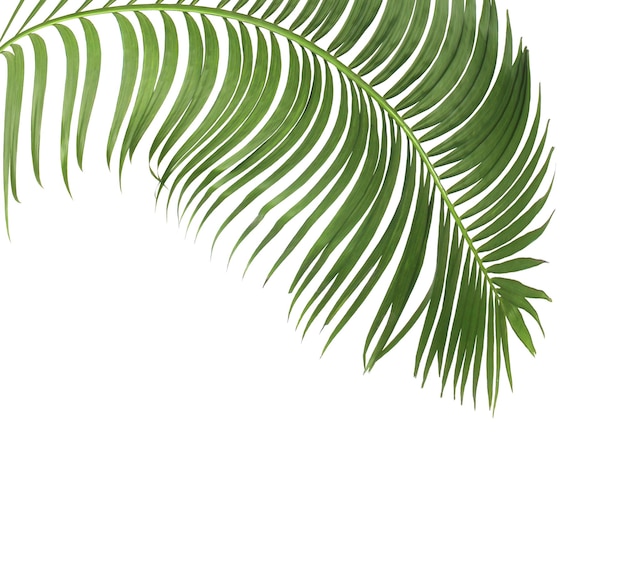 Concept summer with green palm leaf from tropical frond floral leaves branches tree isolated on white pattern background flat lay top view