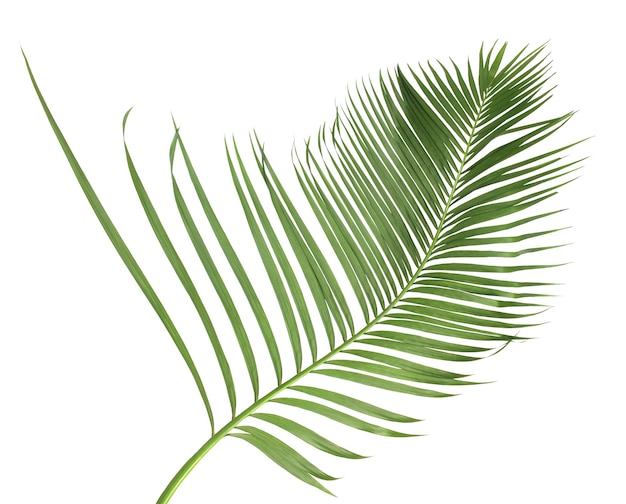 Concept summer with green palm leaf from tropical frond floral leaves branches tree isolated on white pattern background flat lay top view