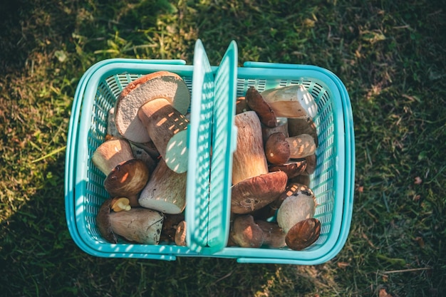 The concept of superfood A lot of porcini mushrooms in a plastic basket