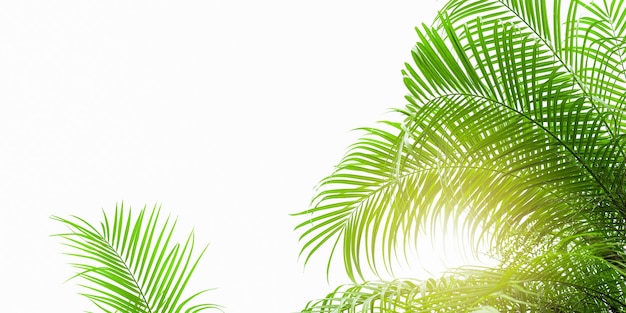 Concept texture leaves abstract green nature background tropical leaves coconut isolated on white