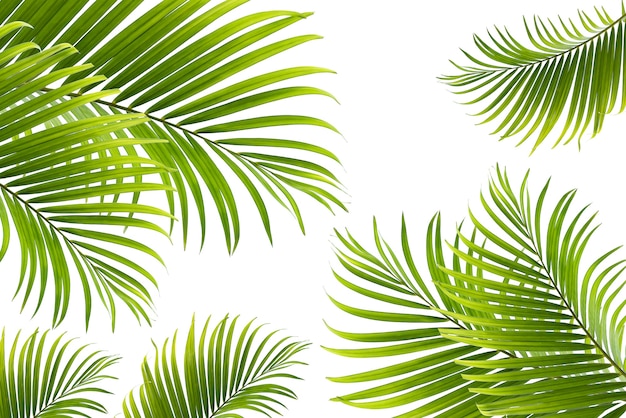 Concept texture leaves abstract green nature background tropical leaves coconut isolated on white