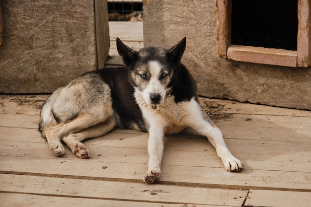 不要な捨てられた動物の概念北そり犬の犬小屋夏のアラスカンハスキー避難所の木製鳥小屋に青い目をした雑種がブース近くの床に横たわり、養子縁組を待っています