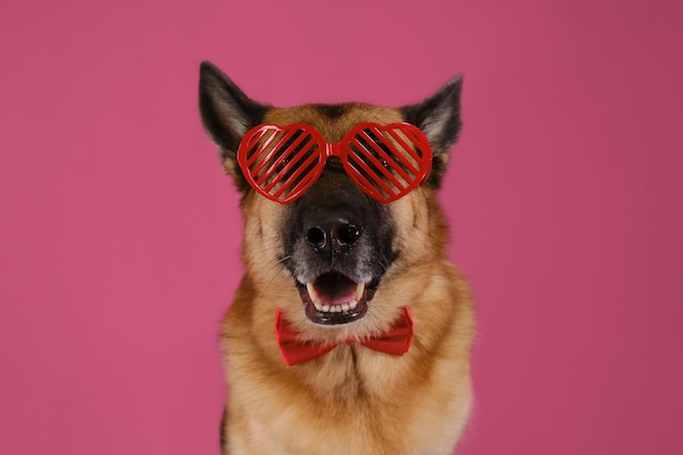 Concept of Valentine's Day Happy German Shepherd dog wears creative glasses in shape of red hearts