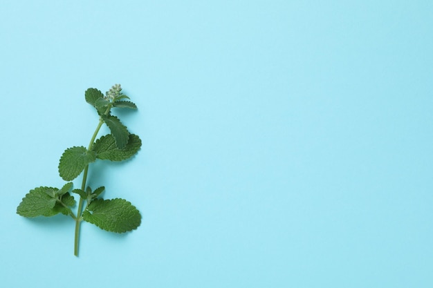 Concept van aromatherapie met muntruimte voor tekst