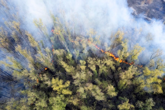 Concept van bosbranden brandend bos bovenaanzicht luchtfoto witte rook komt uit het bos