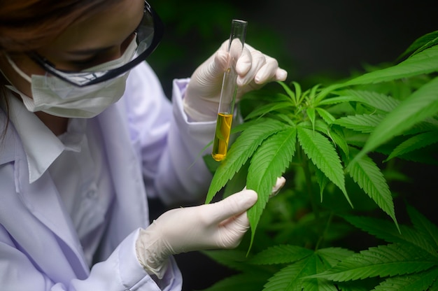 Concept van cannabisplantage voor medisch, een wetenschapper die een reageerbuis vasthoudt op een cannabisboerderij
