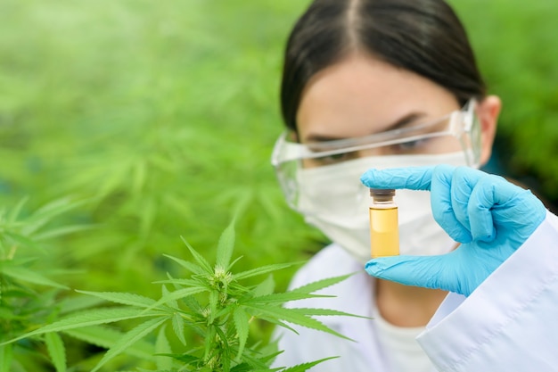 Concept van cannabisplantage voor medisch