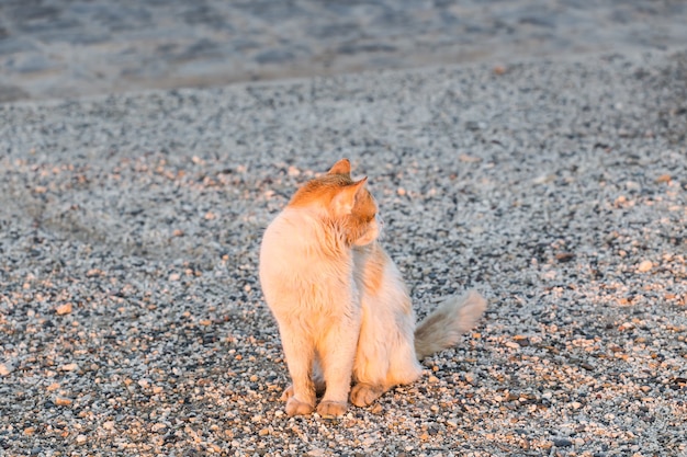 Concept van dakloze dieren - verdwaalde kat op straat.