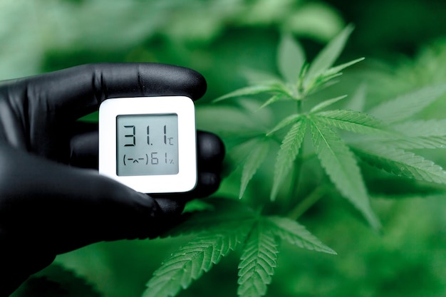 Concept van het binnen kweken van medicinale cannabis en het meten van de vochtigheidsindicator met hygrometer. bush van medicinale cannabis of marihuana