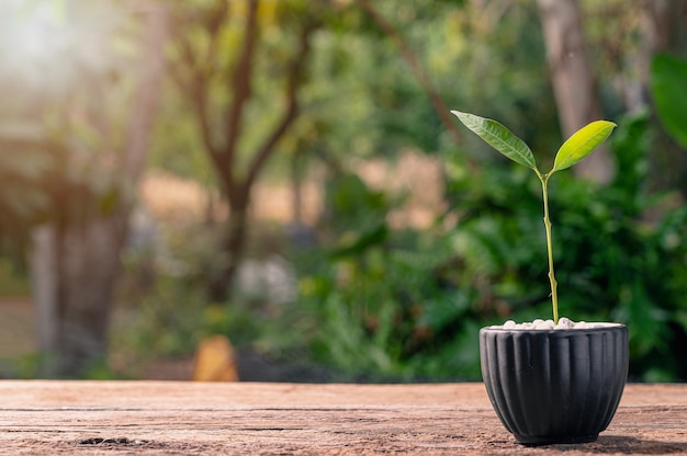 Concept van het planten van een liefdeboom