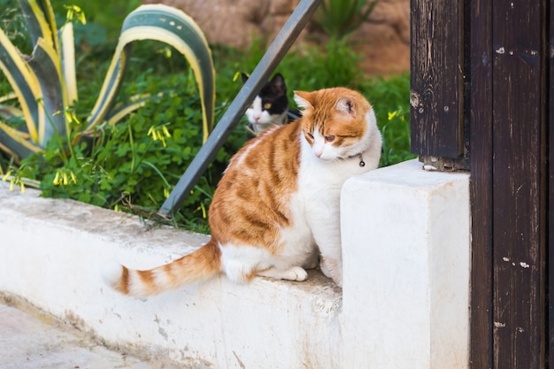 Concept van huisdieren - Oranje en witte Cyperse kat met kraag buiten.