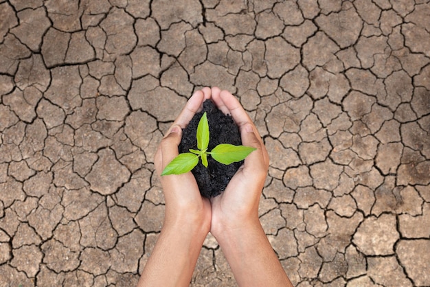 Foto concept van opwarming van de aarde handen met boom groeien op gebarsten aarde