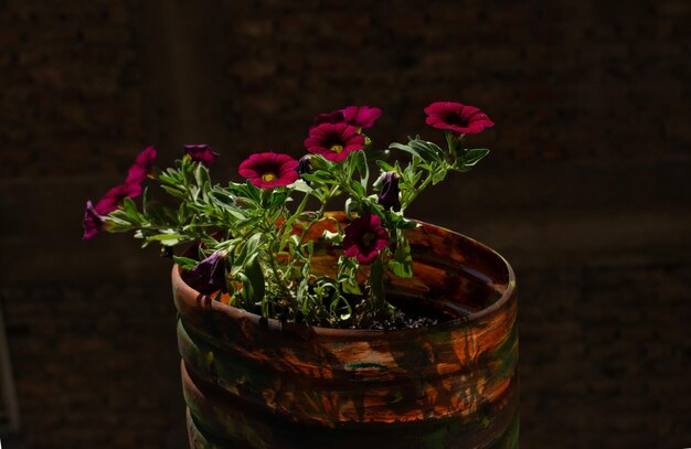 Concept van thuis tuinieren en planten van bloemen in pot Ingemaakte bloemen Decoratieve potplanten