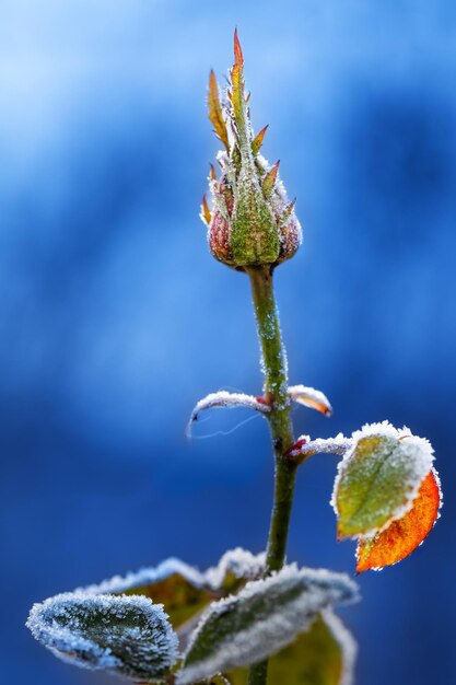 The concept of weather change. A sharp cold snap. The rose flower is covered with frost crystals. Macro.