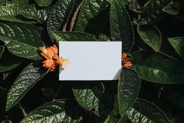 Photo concept with green leaves and white paper card