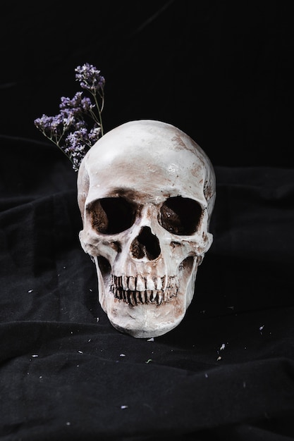 Photo concept with skull and dry flowers