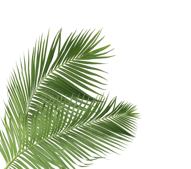 Concept zomer met groene palmtak van tropische varenblad bloemen bladeren takken boom geïsoleerd op een witte patroon achtergrond plat lag bovenaanzicht