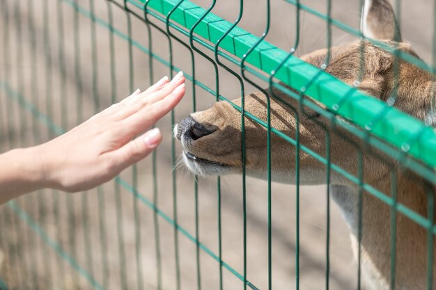 Conceptual image of contact between people and animals. Closeup shot of female hand touching doe through fence in zoo